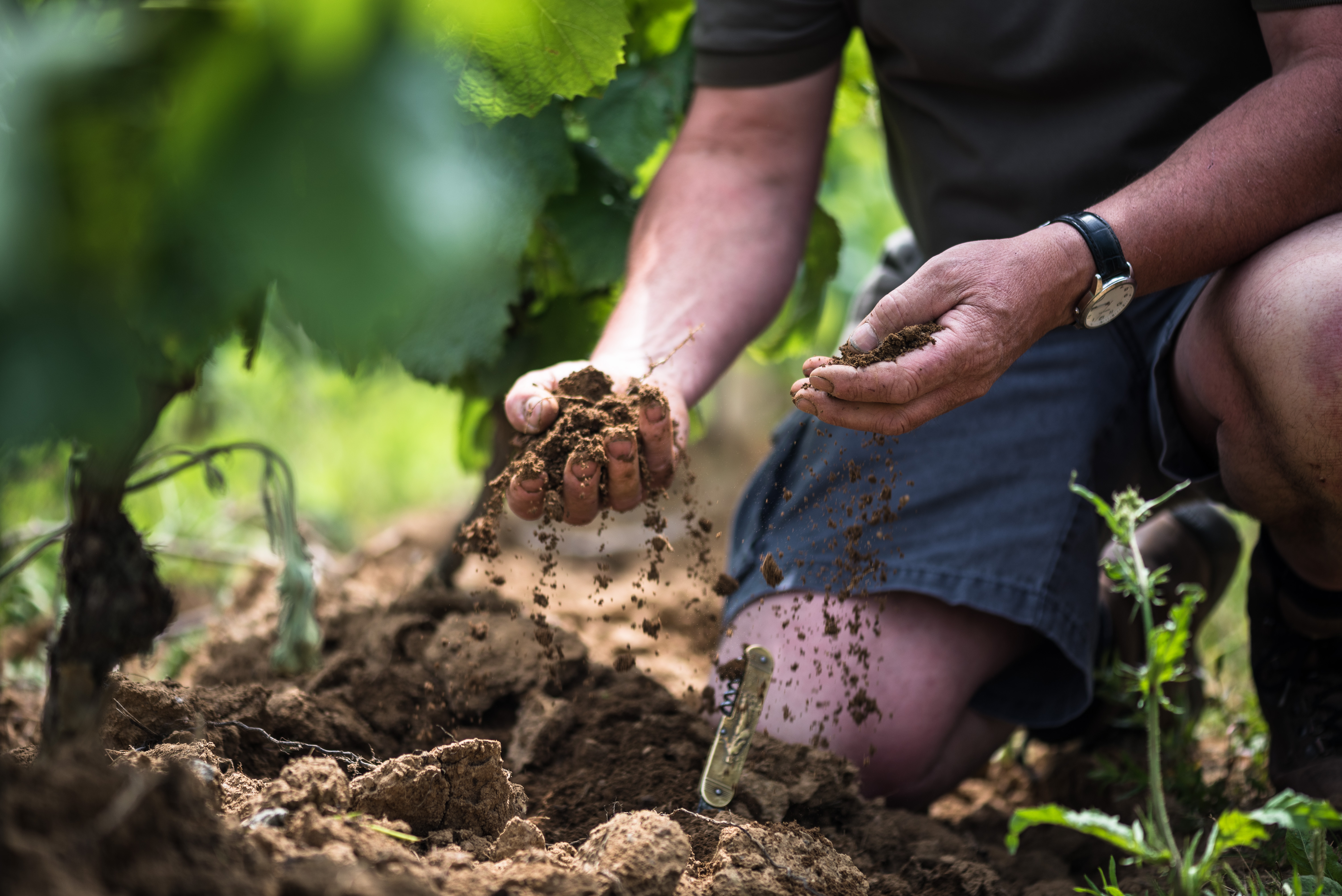 photo Vignerons_HD-24 - E.BOILEAU-FEDE VINS DE NANTES