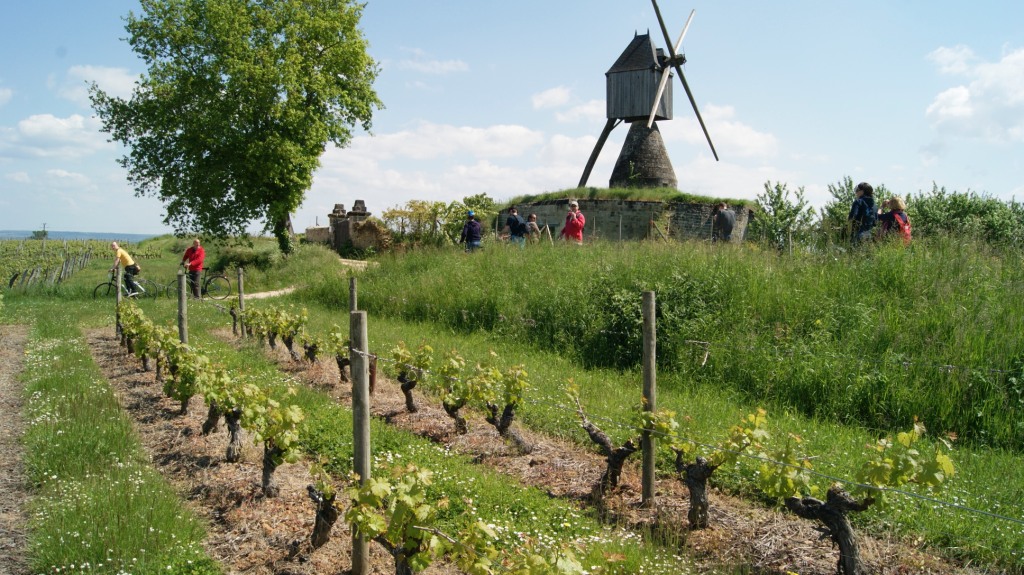 Vignoble Saumur Champigny - M-A Simonneau