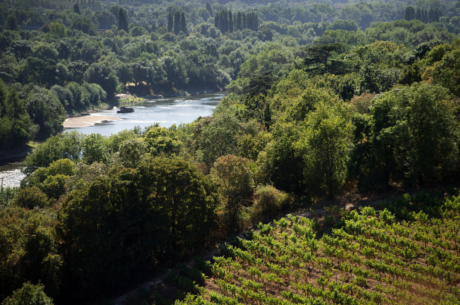 Vignobles_de_Savennieres-Copyright-Jean-Sebastien_EVRARD-Destination_Angers-2768-1600px